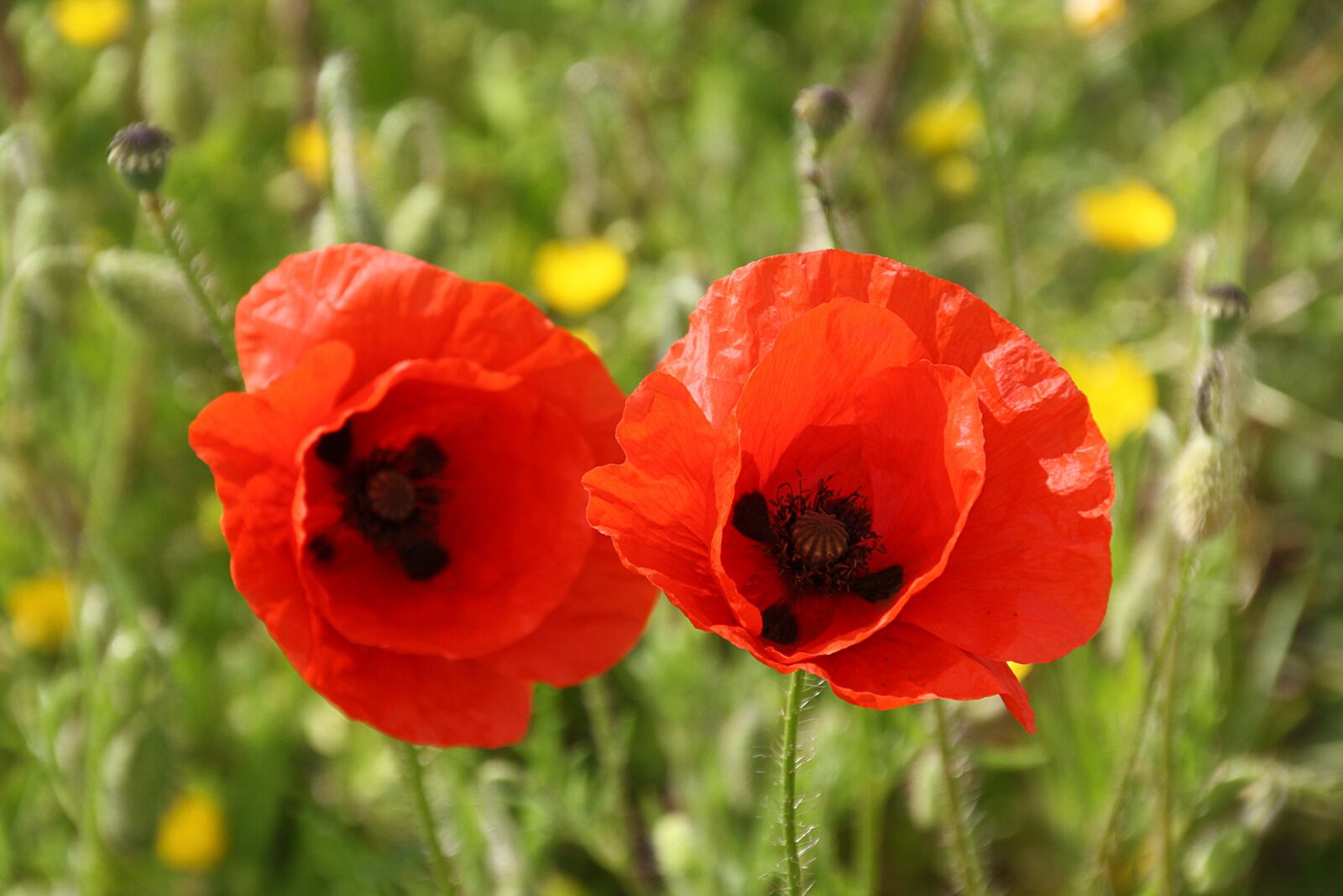 Canon EOS 1000D (EOS Digital Rebel XS / EOS Kiss F) sample photo. Flora, flowers, poppies photography