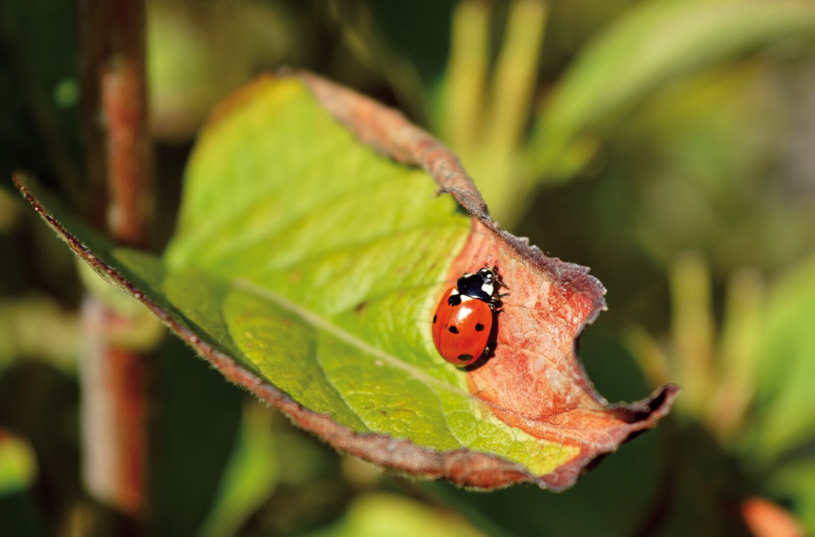 Nikon D3200 sample photo. Ladybug, leaf, autumn mood photography