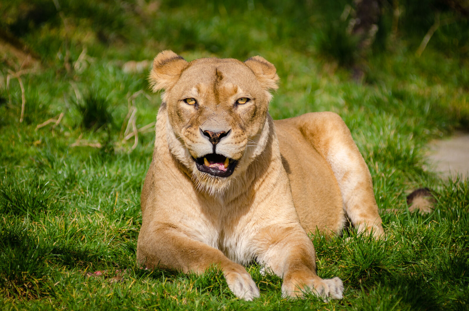 AF Zoom-Nikkor 80-200mm f/2.8 ED sample photo. Lion, lying, on, grass photography