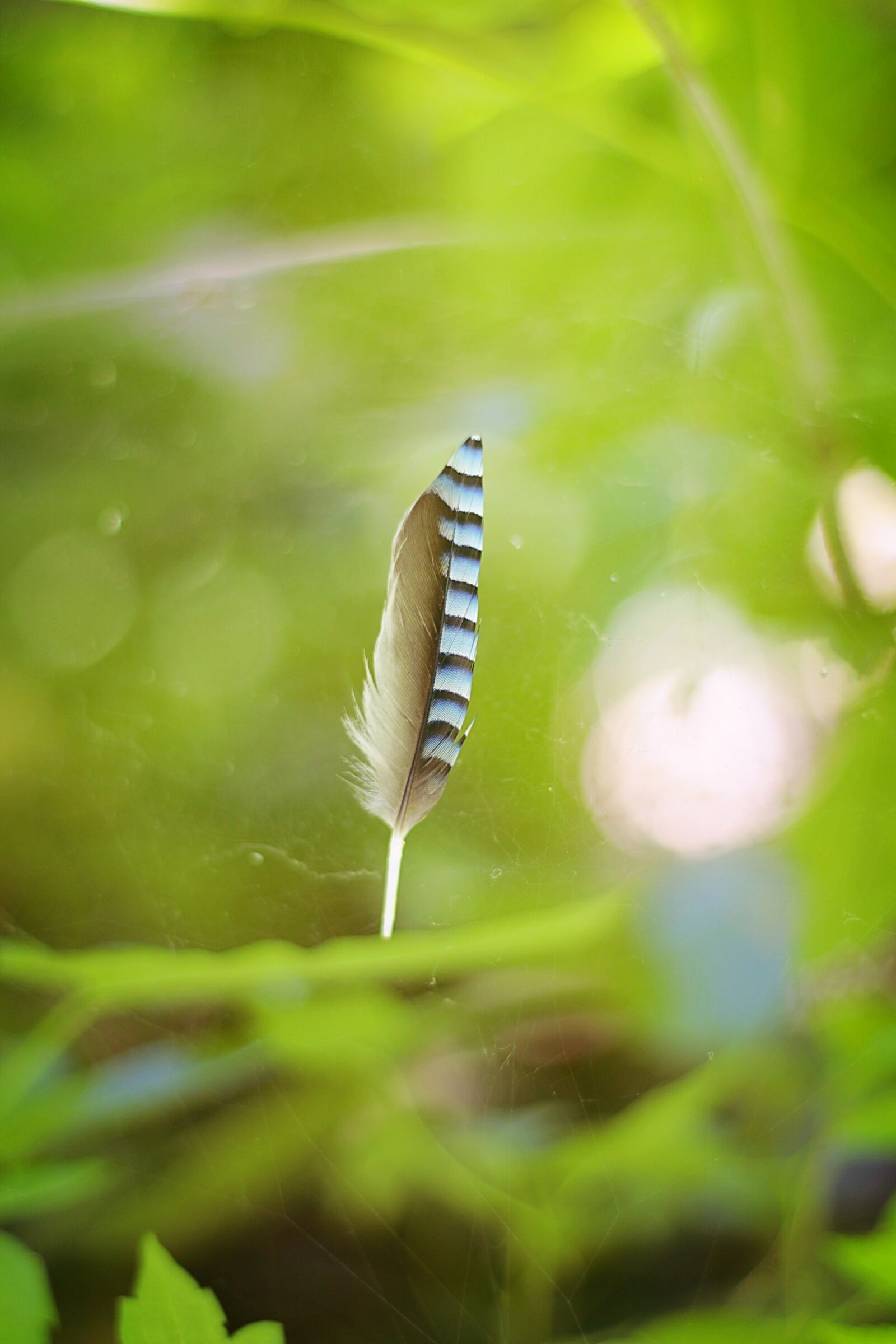 Canon EOS 650D (EOS Rebel T4i / EOS Kiss X6i) + Canon EF 50mm F1.8 II sample photo. Feather, green, macro photography