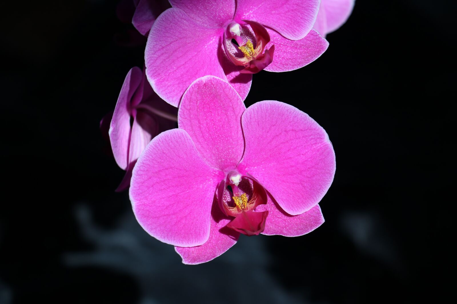 Canon EOS 760D (EOS Rebel T6s / EOS 8000D) sample photo. Orchid, flower, pink photography