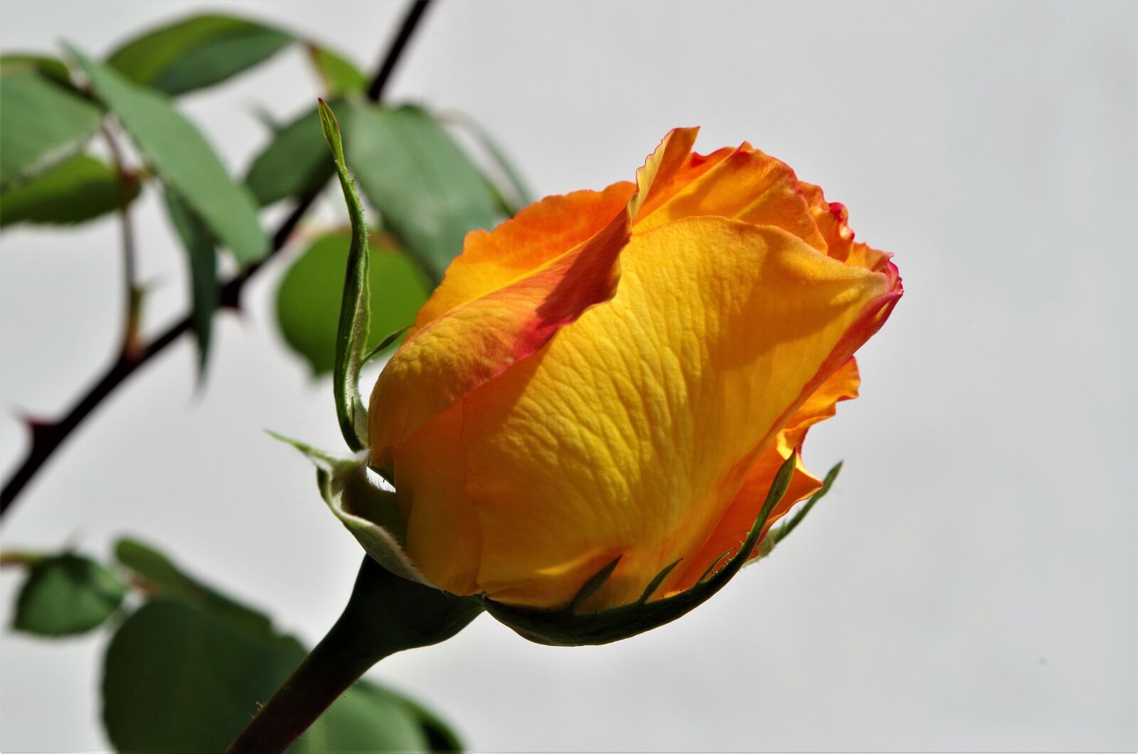 Pentax K-50 sample photo. Rosa, rose, flower photography