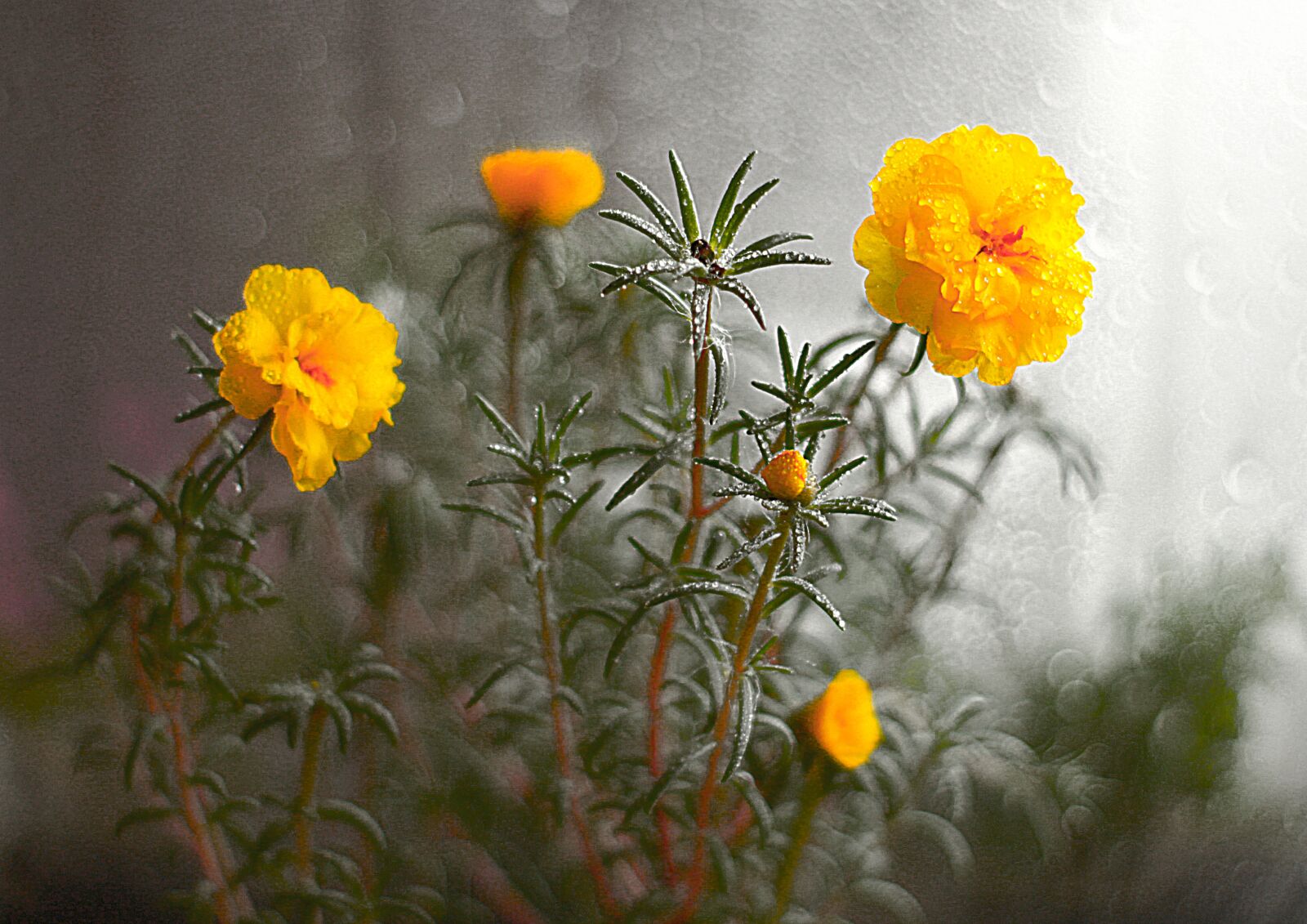 Canon EOS 1200D (EOS Rebel T5 / EOS Kiss X70 / EOS Hi) sample photo. Fog, flower, bloom photography