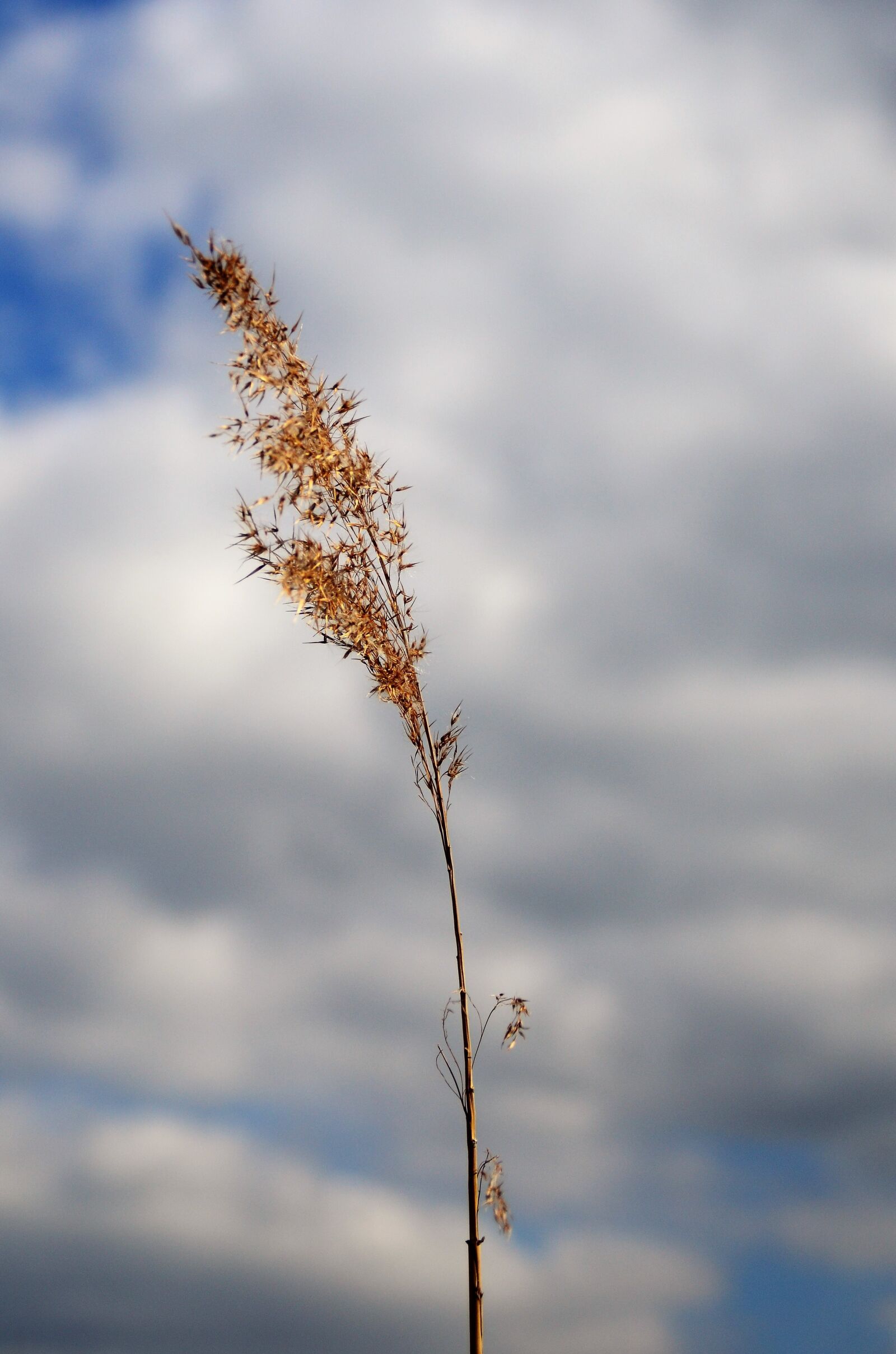 Nikon D7000 sample photo. Reed, licorice, sky photography
