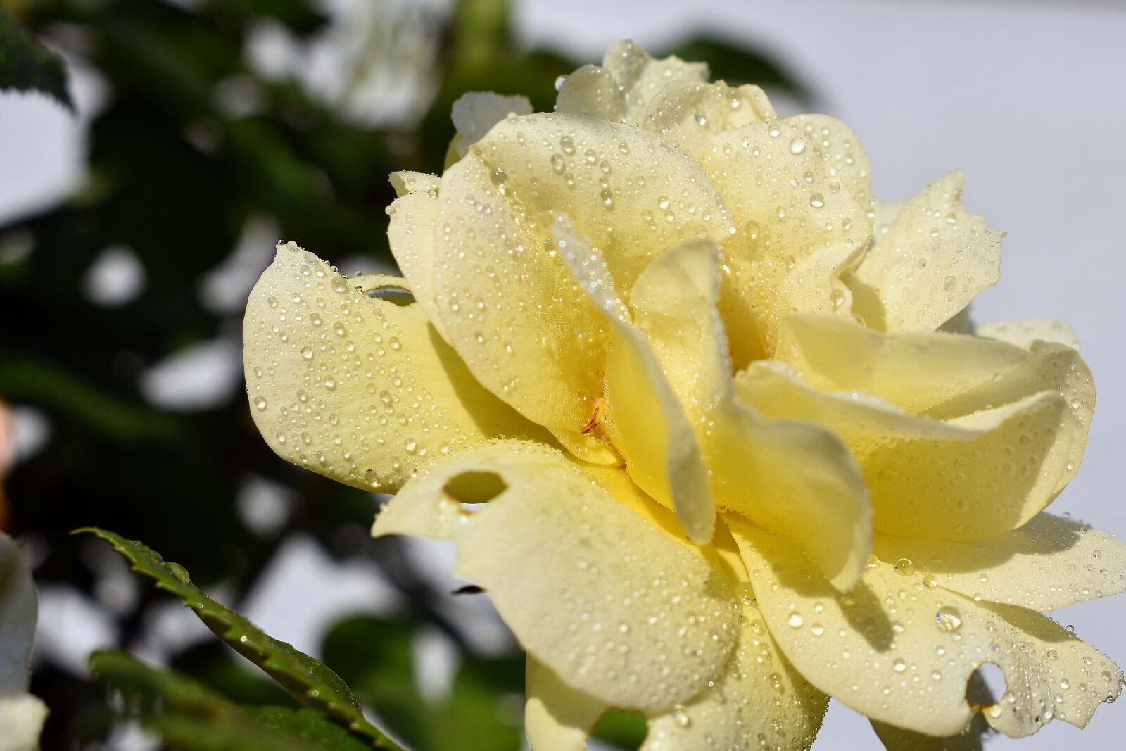 Nikon D3400 sample photo. Rose, roses, flower photography