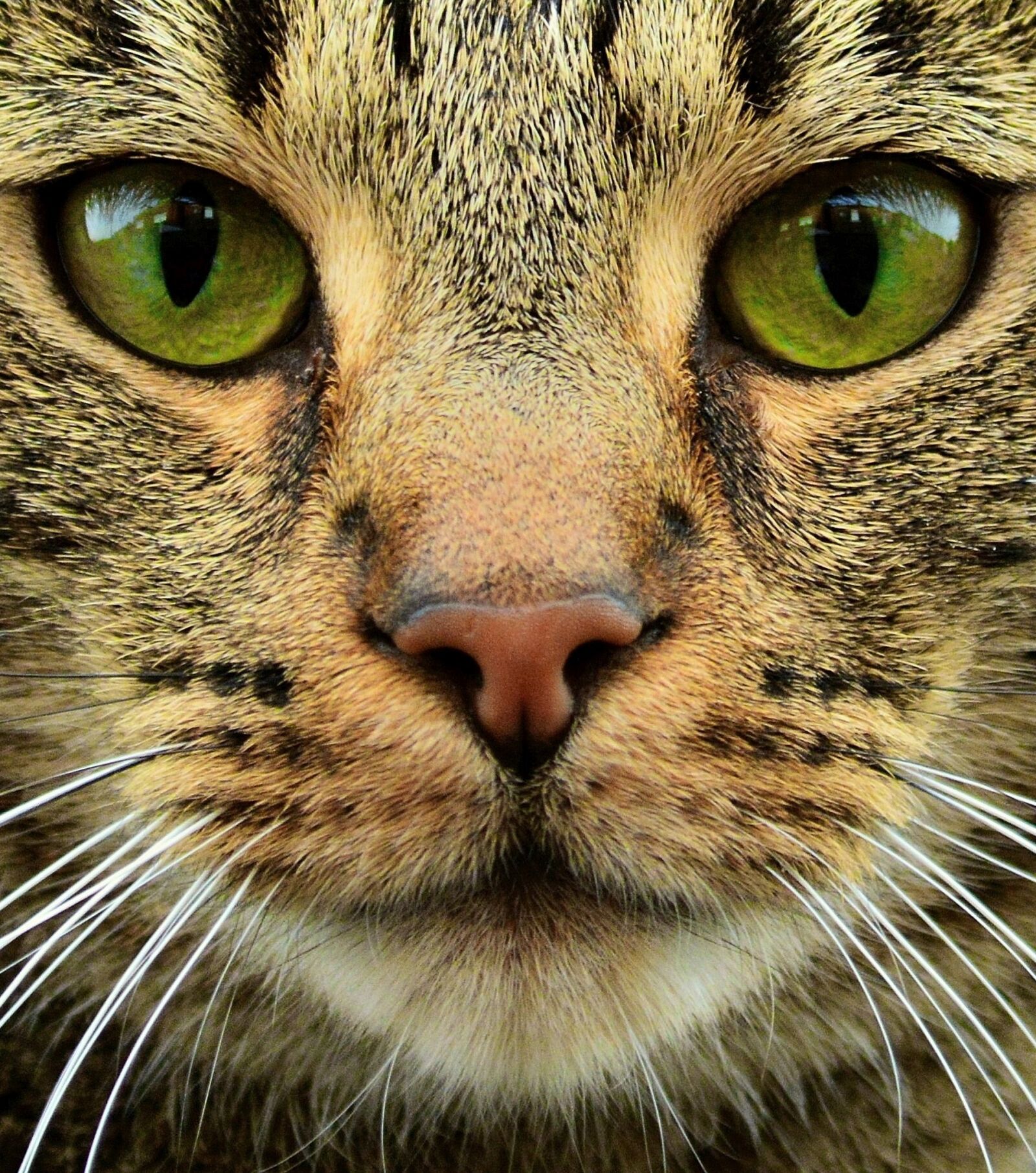 Nikon D3200 sample photo. Cat, feline, mammal photography