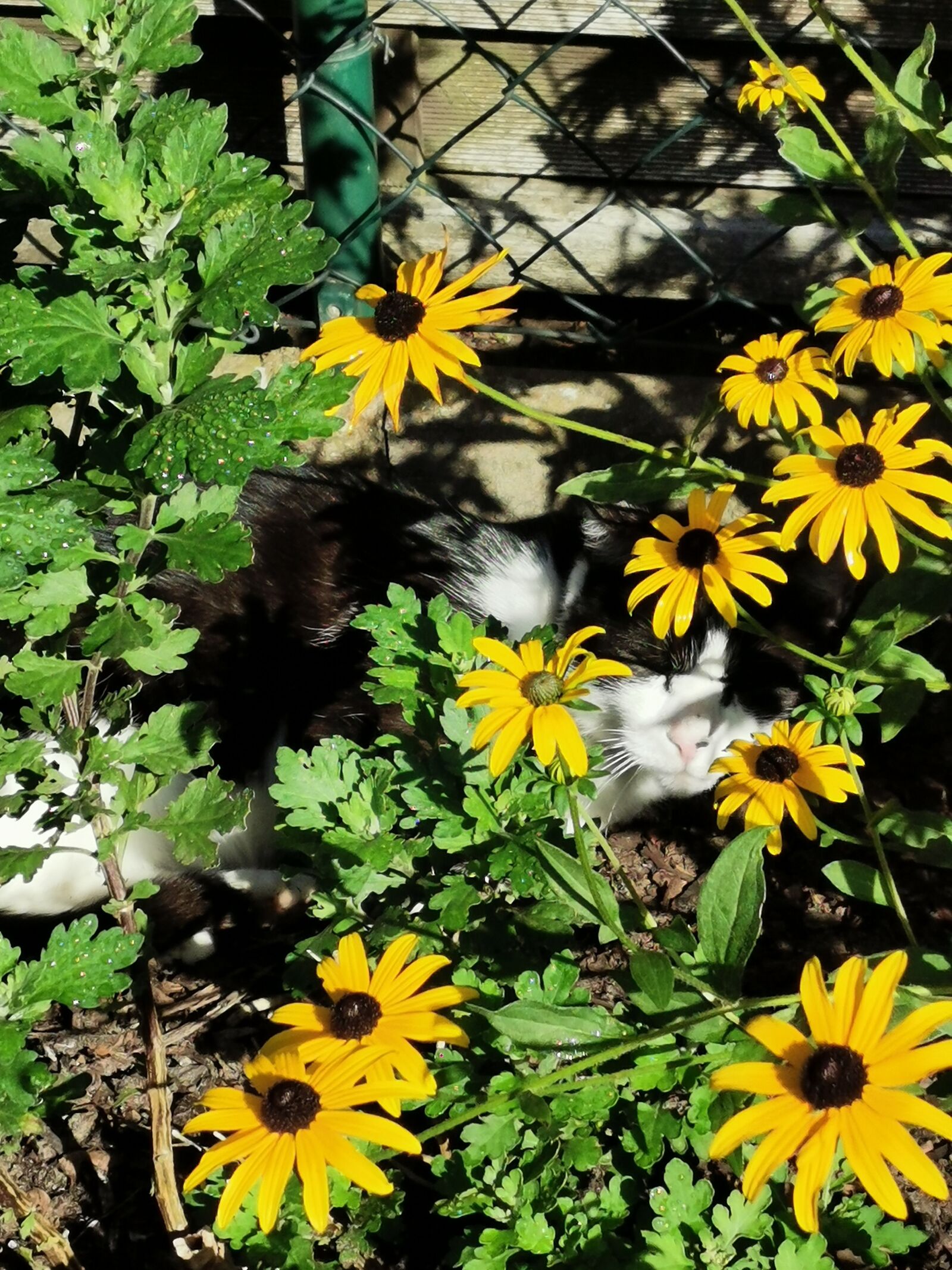 HUAWEI VOG-L29 sample photo