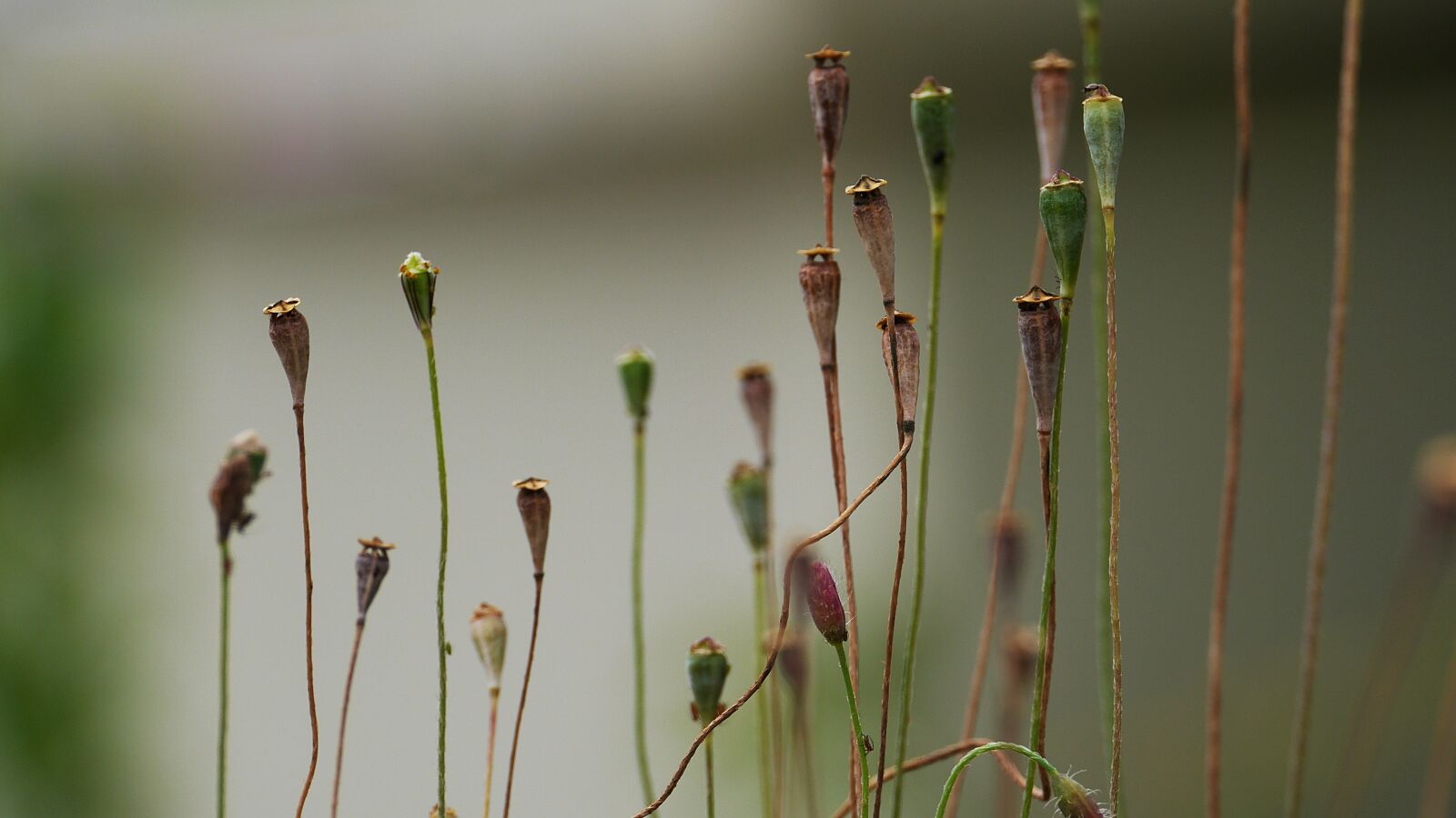 Panasonic Lumix DMC-GH3 sample photo. Plants, greenness, nature photography