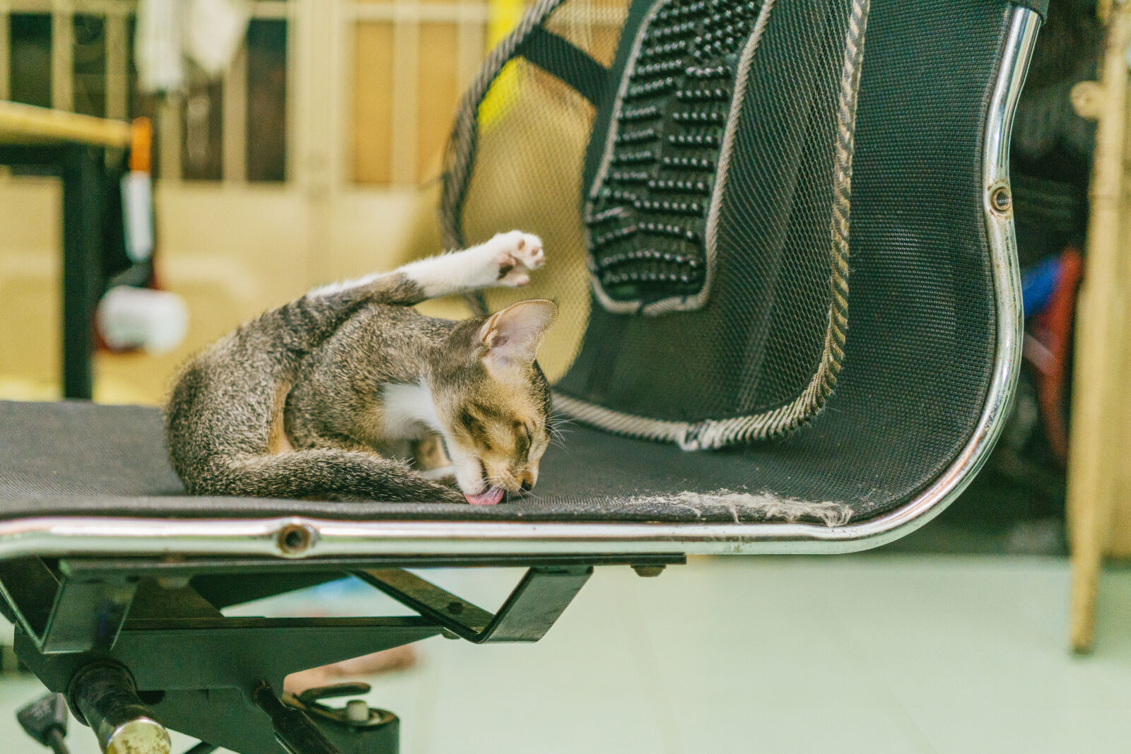 Sony a6000 + E 32mm F1.8 sample photo. Cat, licking, chair photography