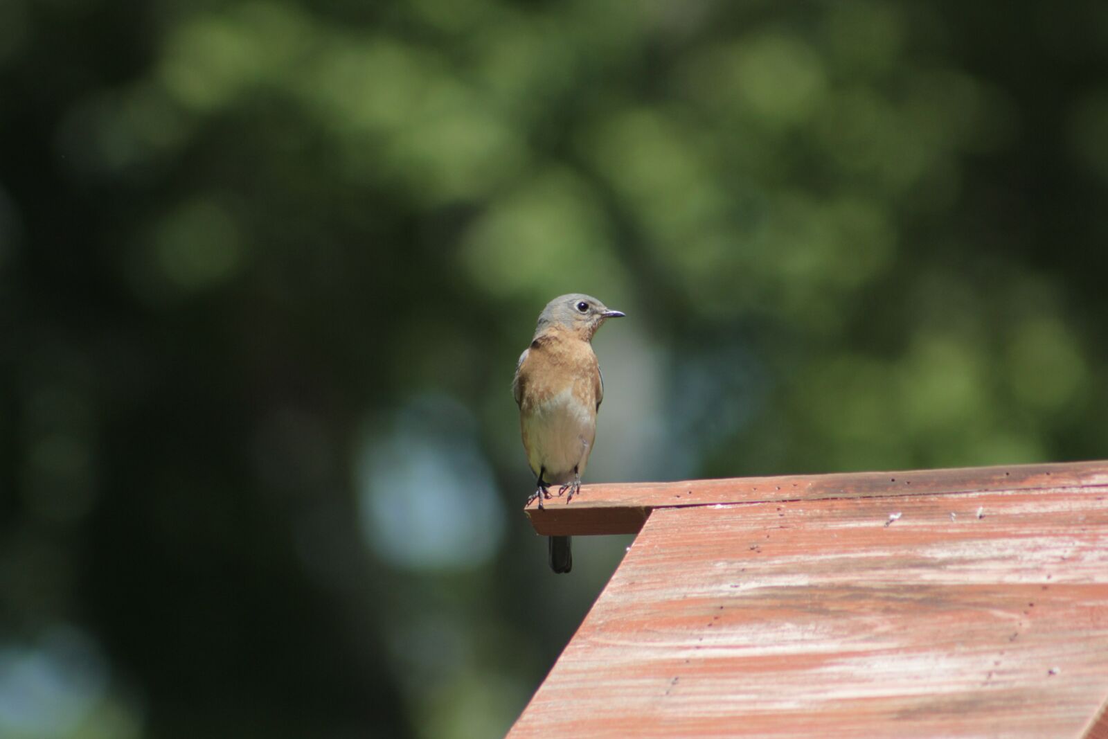 Canon EOS 550D (EOS Rebel T2i / EOS Kiss X4) sample photo. Nature, outdoors, bird photography