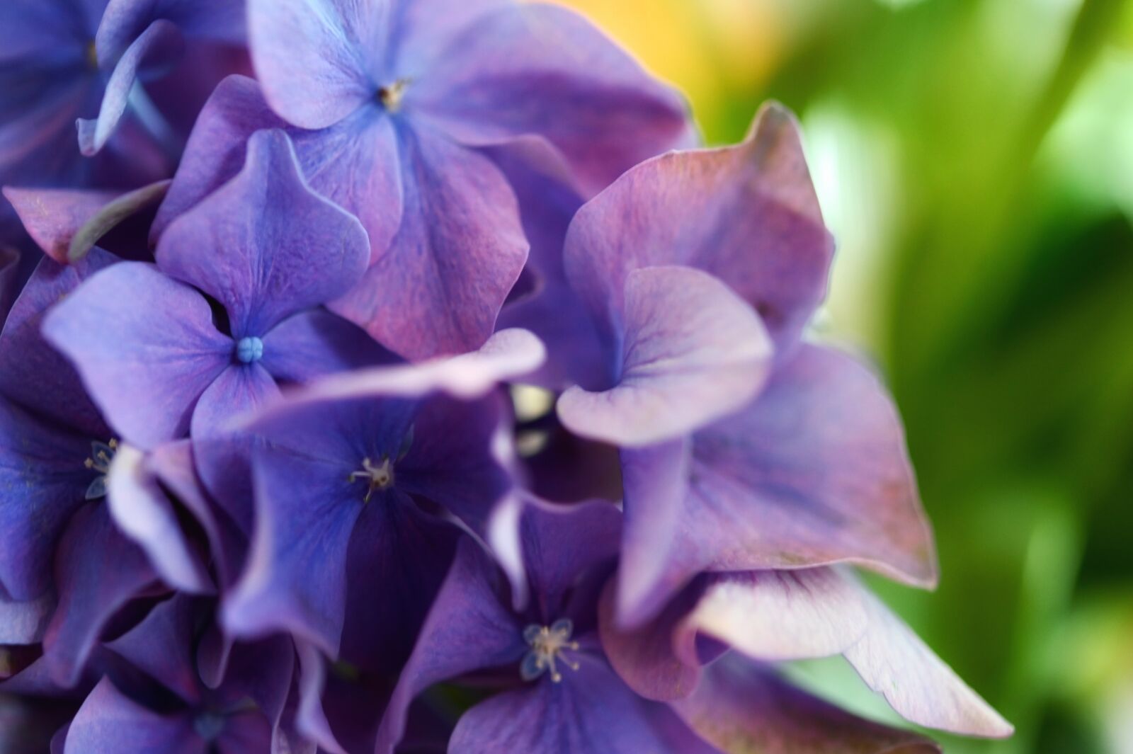 Nikon Z6 sample photo. Hydrangea, flower, blossom photography