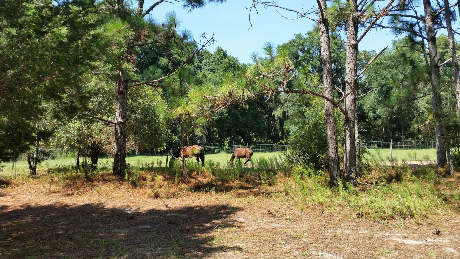 Samsung Galaxy S5 sample photo. Horse, trees, sky photography