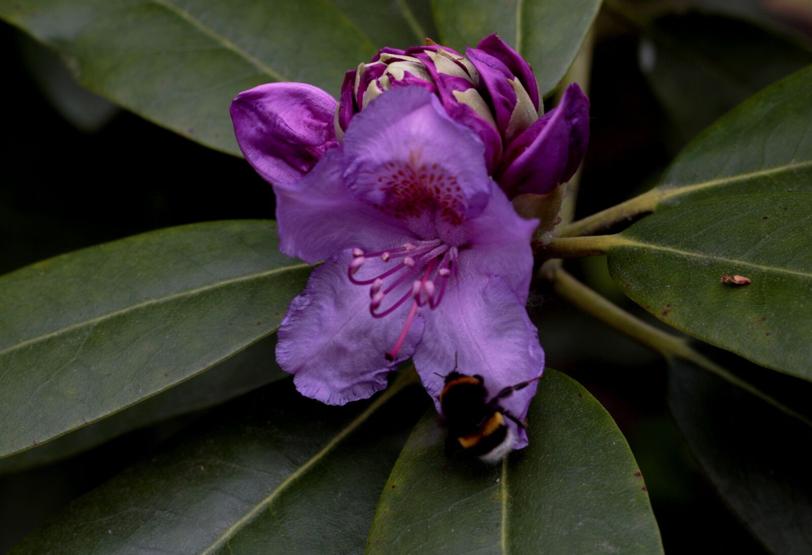 Canon EOS 7D Mark II + Canon EF 50mm F1.8 STM sample photo. Rhododendron, purple, bumblebee photography