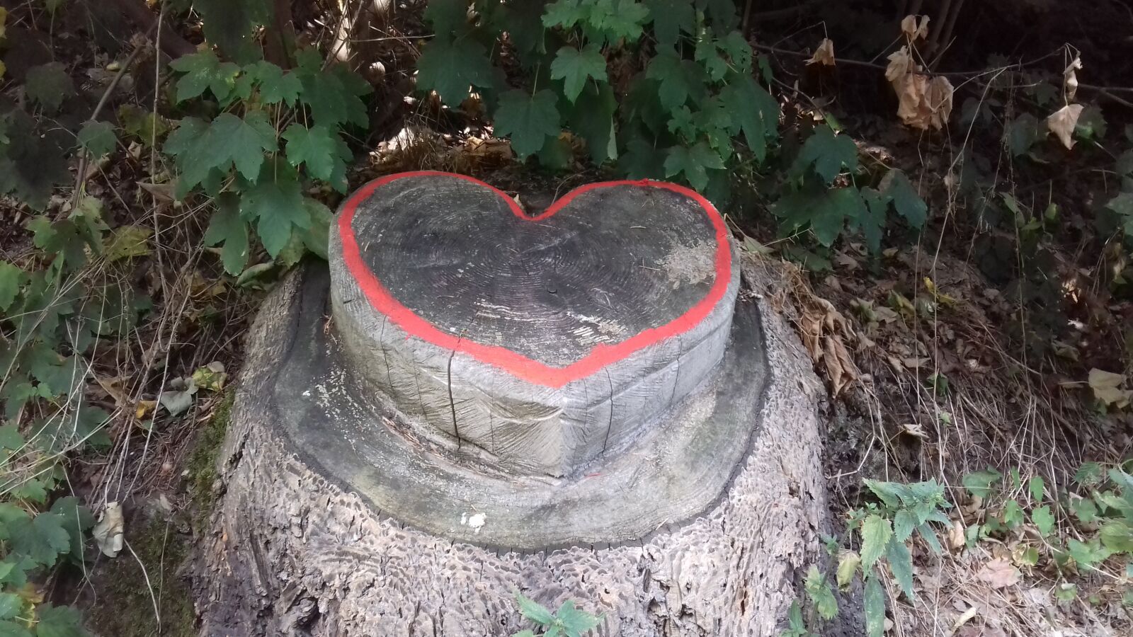 Samsung Galaxy J3(2016) sample photo. Heart, wood, forest photography