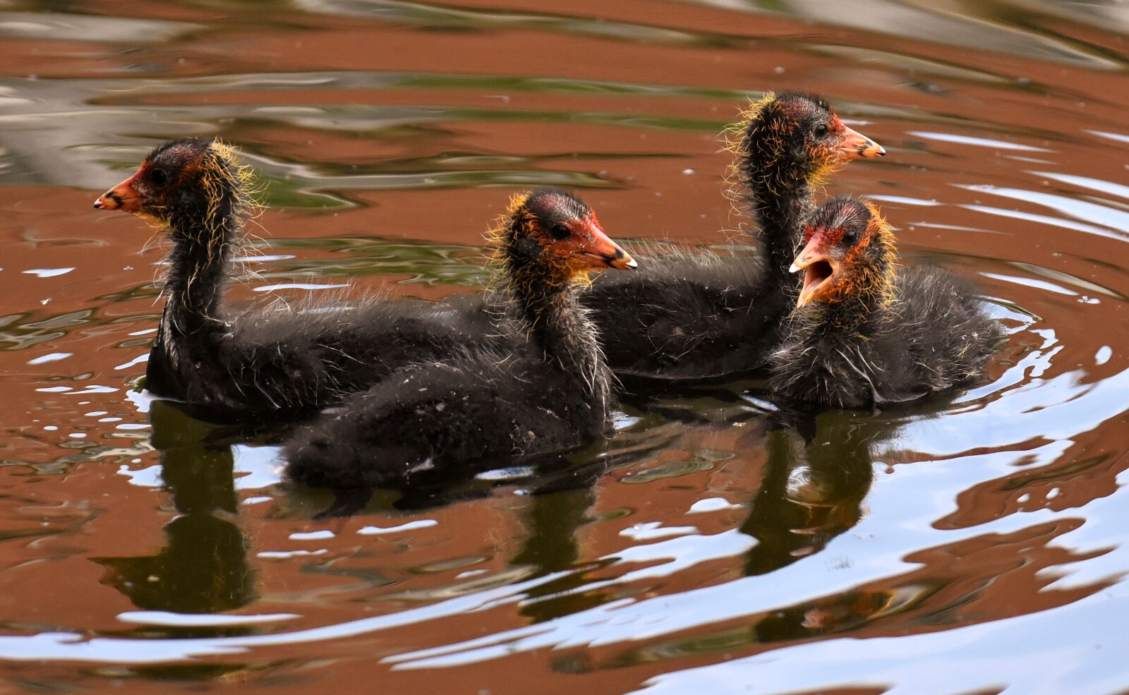 Nikon D7200 sample photo. Coots, chicks, waters photography