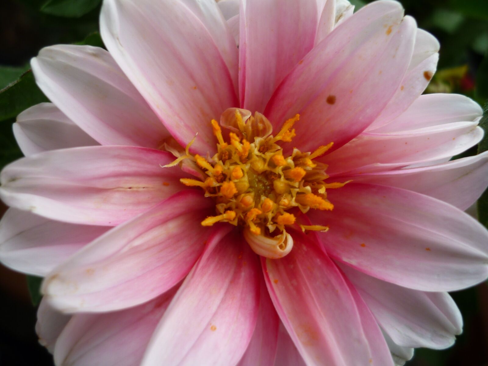 Panasonic Lumix DMC-FS6 sample photo. Dahlia, flower, inside photography