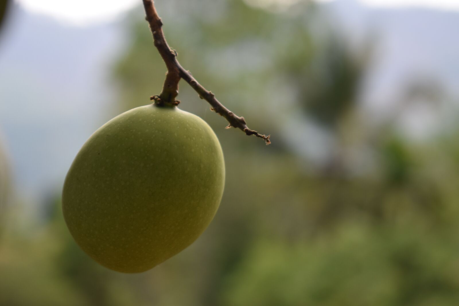 Nikon D3500 sample photo. Mango, tree, fruit photography