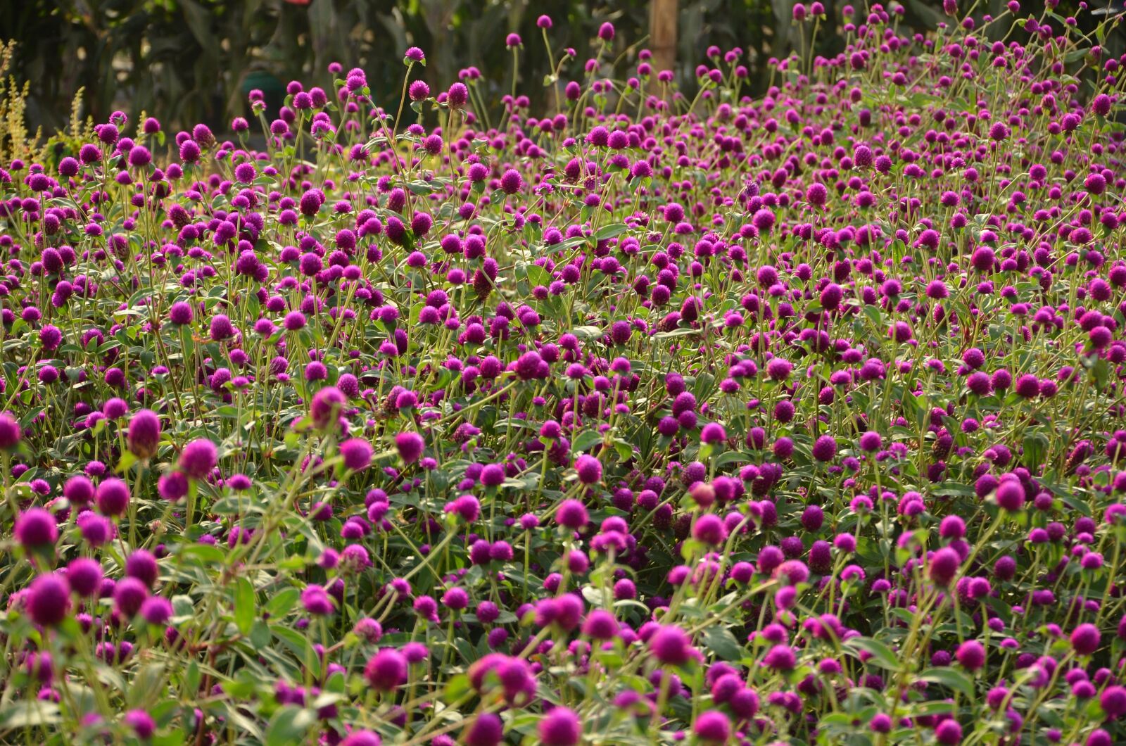 Nikon D7000 sample photo. Gomphrena, flower, violet flower photography