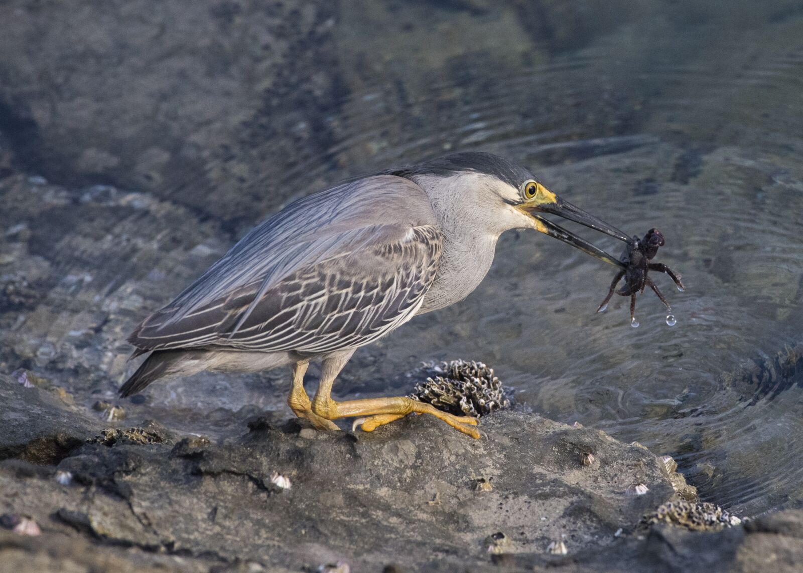 Nikon D5 sample photo. Heron, crab, bird photography