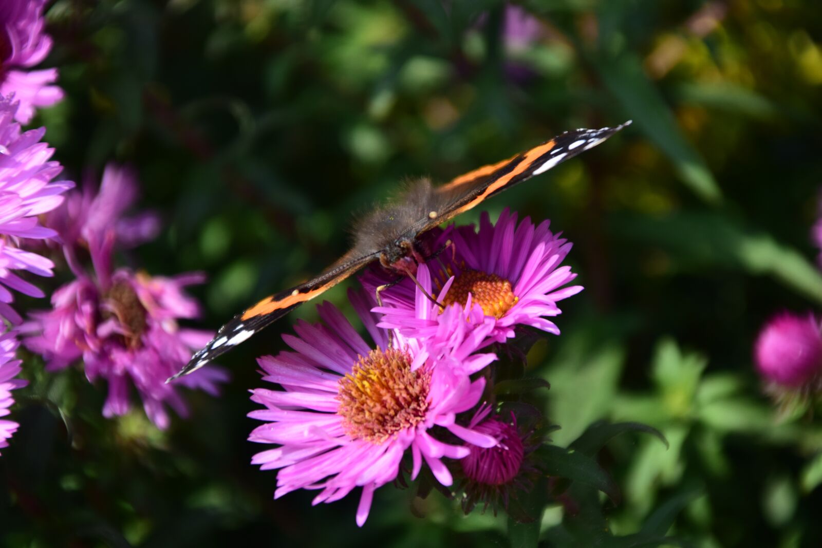 Nikon D3300 sample photo. Aster, peacock, butterfly photography