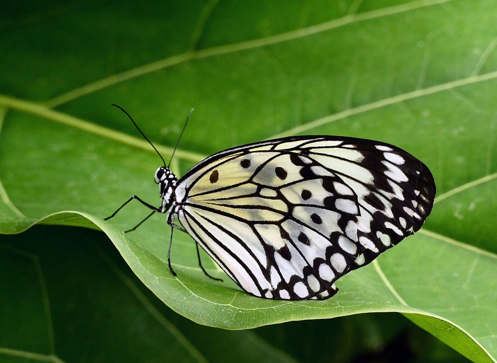 Panasonic Lumix DMC-FZ1000 sample photo. Butterfly, paper kite, macro photography