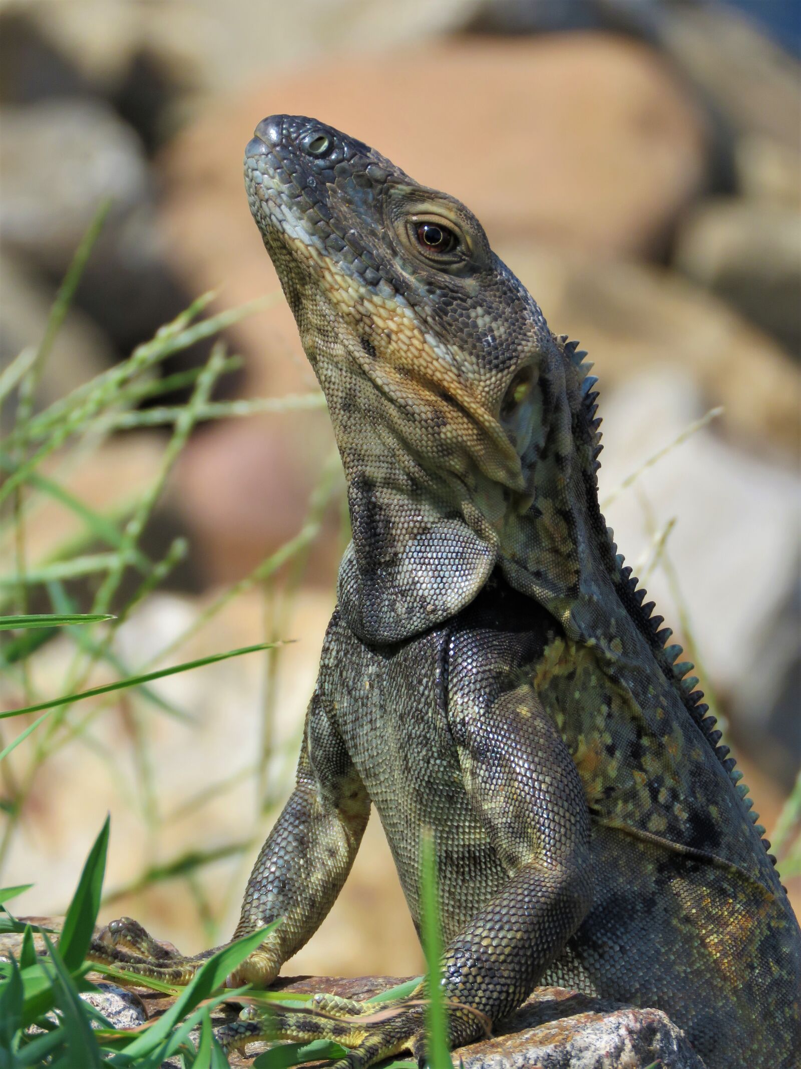 Canon PowerShot SX60 HS sample photo. Iguana, lizard, dragon photography