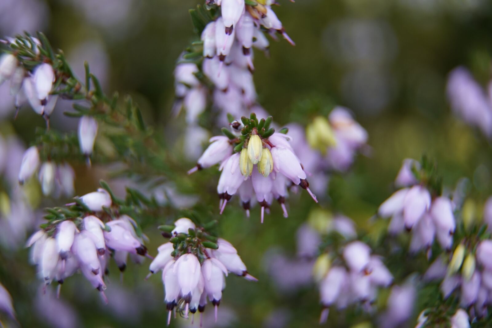 Sony a7R II + Sony E PZ 18-105mm F4 G OSS sample photo. Heather, flowers, pastel photography