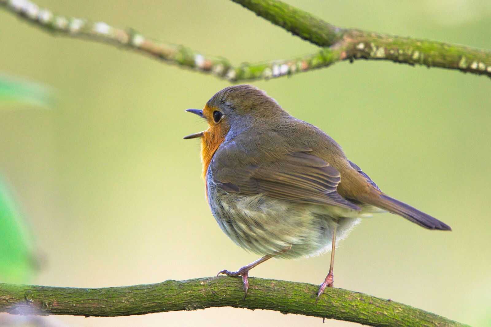 Nikon D3200 sample photo. Robin, sings, bird photography