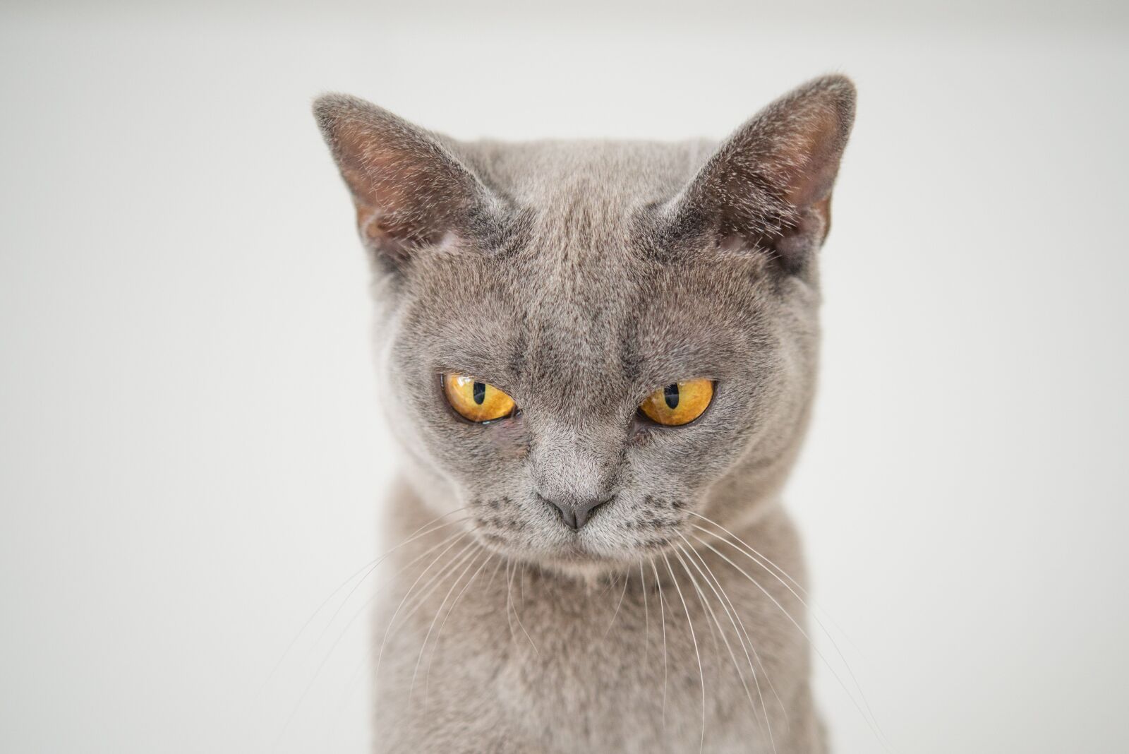 Nikon D600 sample photo. Cat, face, angry photography