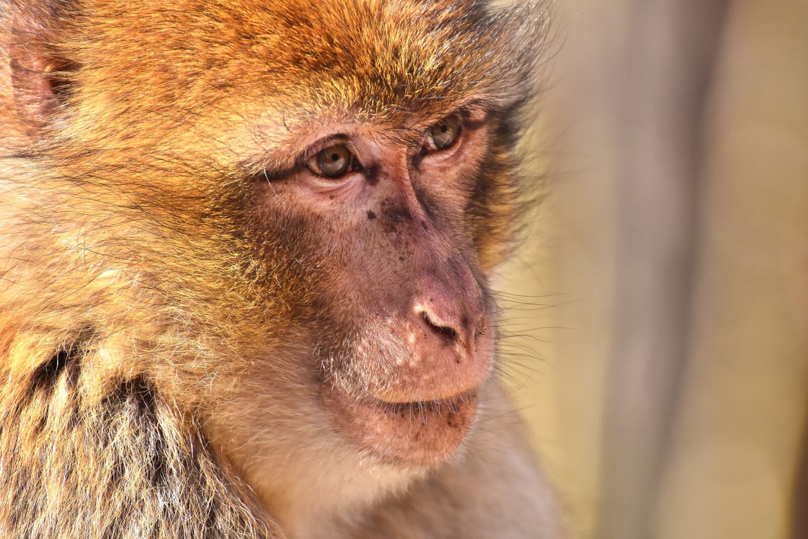 Nikon D7200 sample photo. Barbary ape, endangered species photography