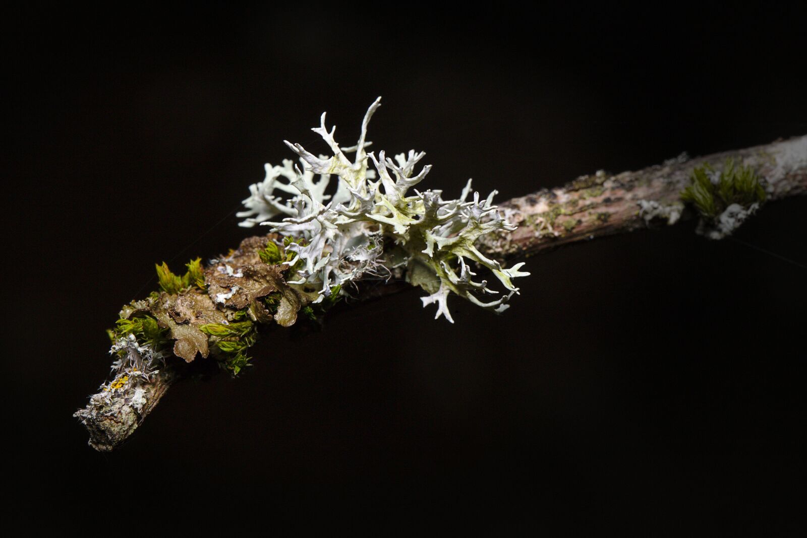 Canon EF 100mm F2.8L Macro IS USM sample photo. Forest, winter, lichen photography