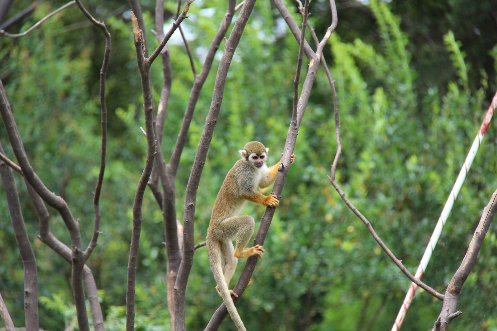 Canon EOS 600D (Rebel EOS T3i / EOS Kiss X5) + Canon EF-S 18-200mm F3.5-5.6 IS sample photo. Monkey, zoo, summer photography