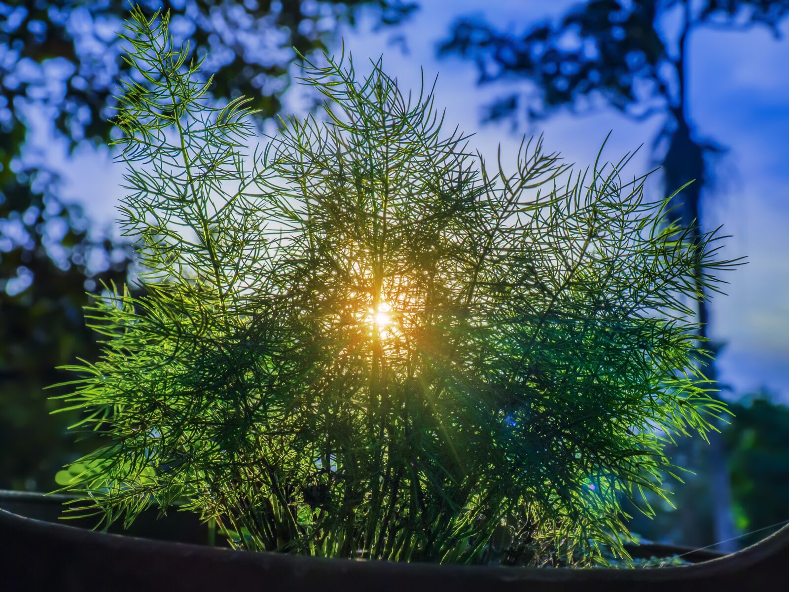 Olympus OM-D E-M10 sample photo. Sunset, sun rays, sunlight photography