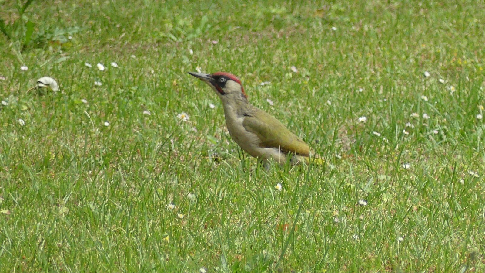 Panasonic Lumix DMC-FZ300 sample photo. Woodpecker, bird, grass photography