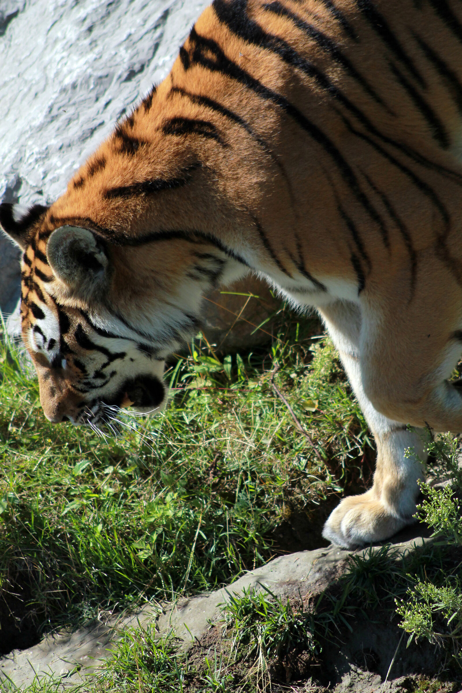 Canon EOS 1100D (EOS Rebel T3 / EOS Kiss X50) sample photo. Animal, animal, photography, big photography