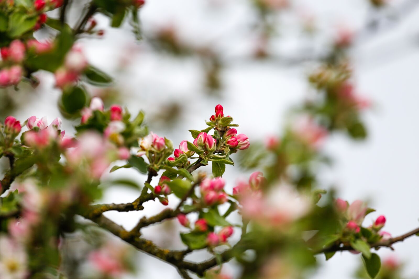 Canon EF 100-400mm F4.5-5.6L IS USM sample photo. Spring, flowers, scion photography