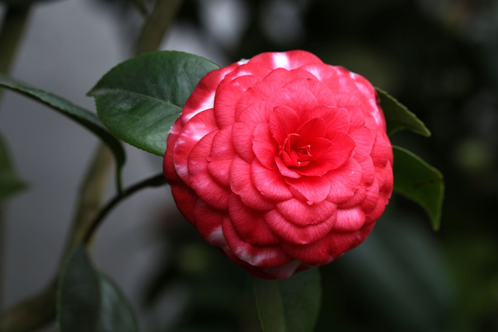 Canon EF 100mm F2.8L Macro IS USM sample photo. Flowers, camellia, rajec jestrebi photography