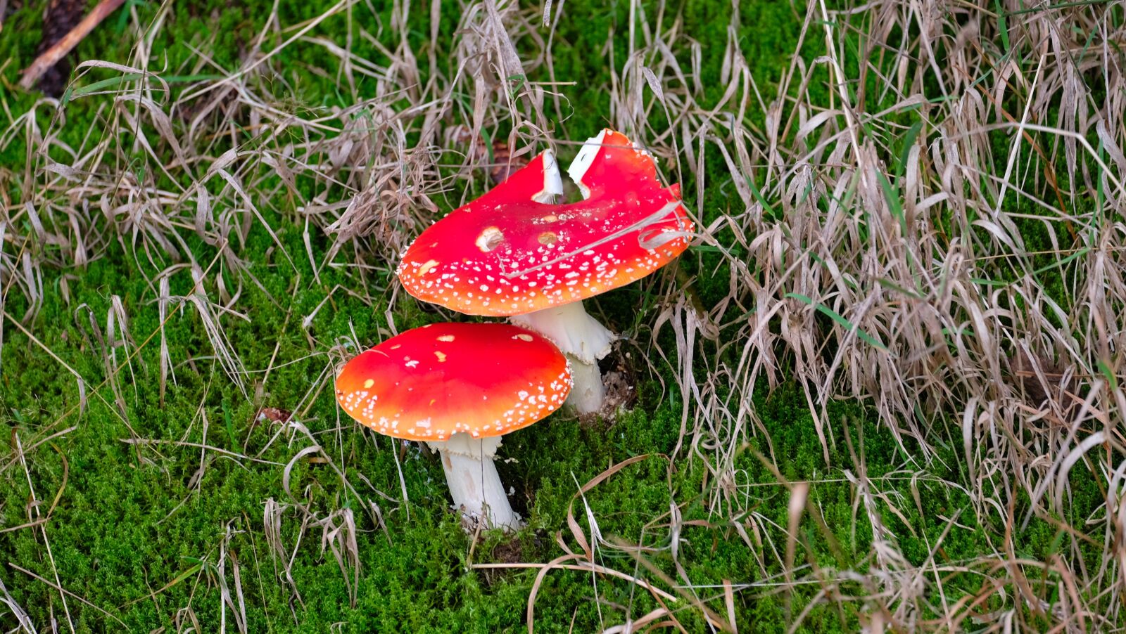 Fujifilm X-T10 sample photo. Nature, mushroom, forest photography