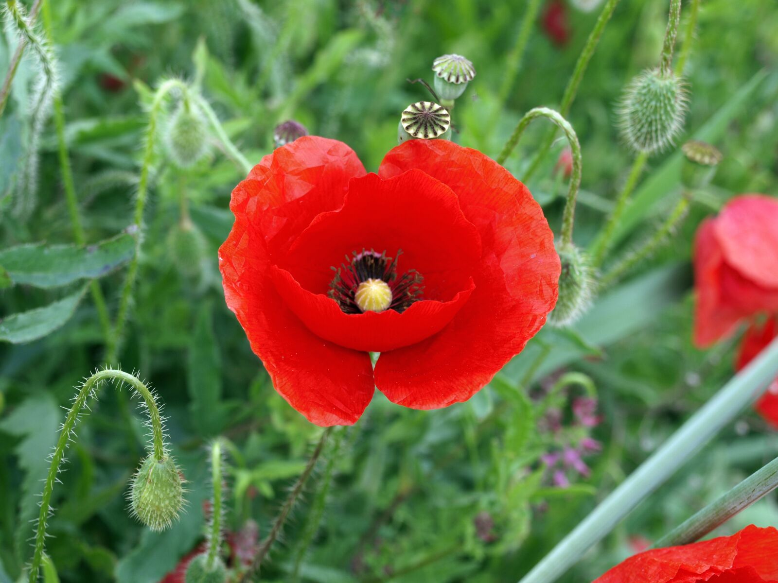 Olympus E-420 (EVOLT E-420) sample photo. Wild poppy, poppy common photography