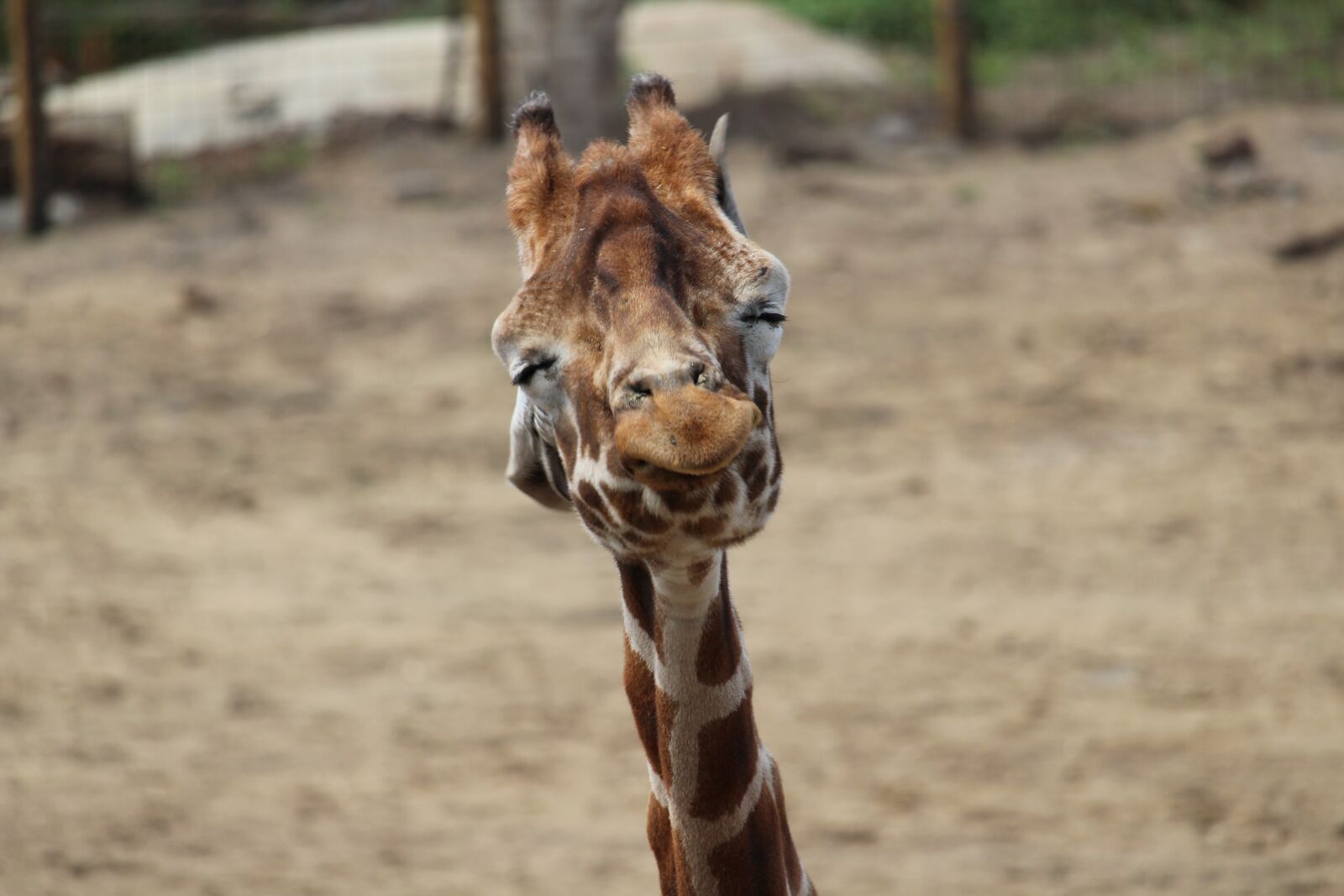 Canon EOS 1200D (EOS Rebel T5 / EOS Kiss X70 / EOS Hi) sample photo. Giraffe, shaking, head photography