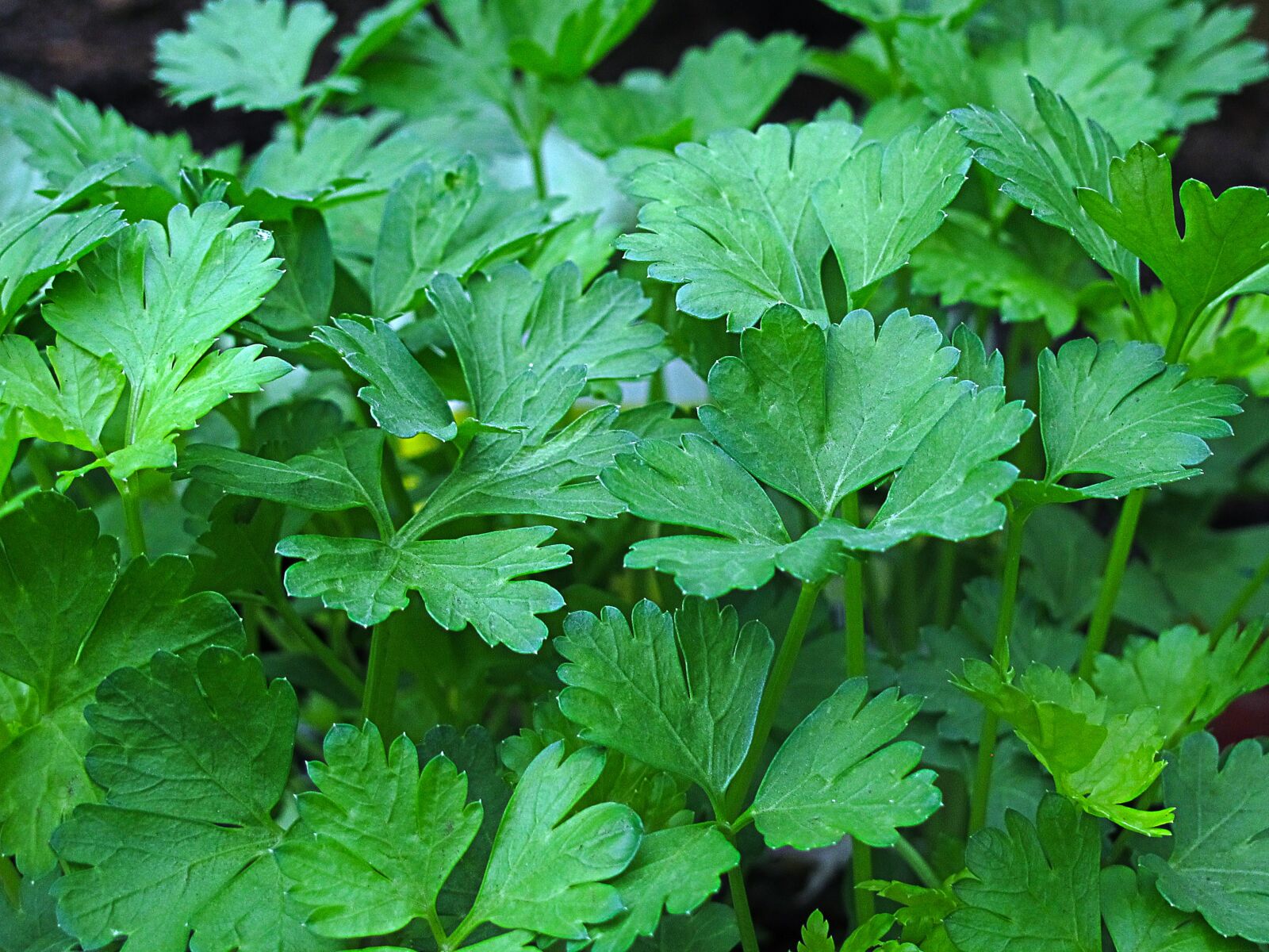Canon PowerShot G12 sample photo. Parsley, peterle, culinary herbs photography