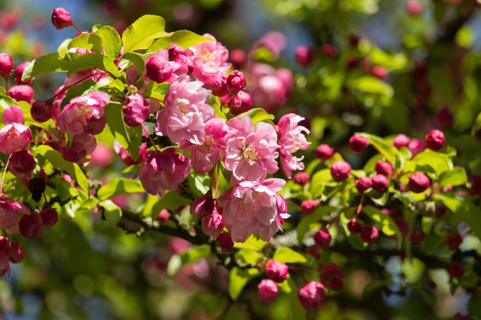 Canon EF-S 55-250mm F4-5.6 IS STM sample photo. Cherry blossom, blossom, bloom photography