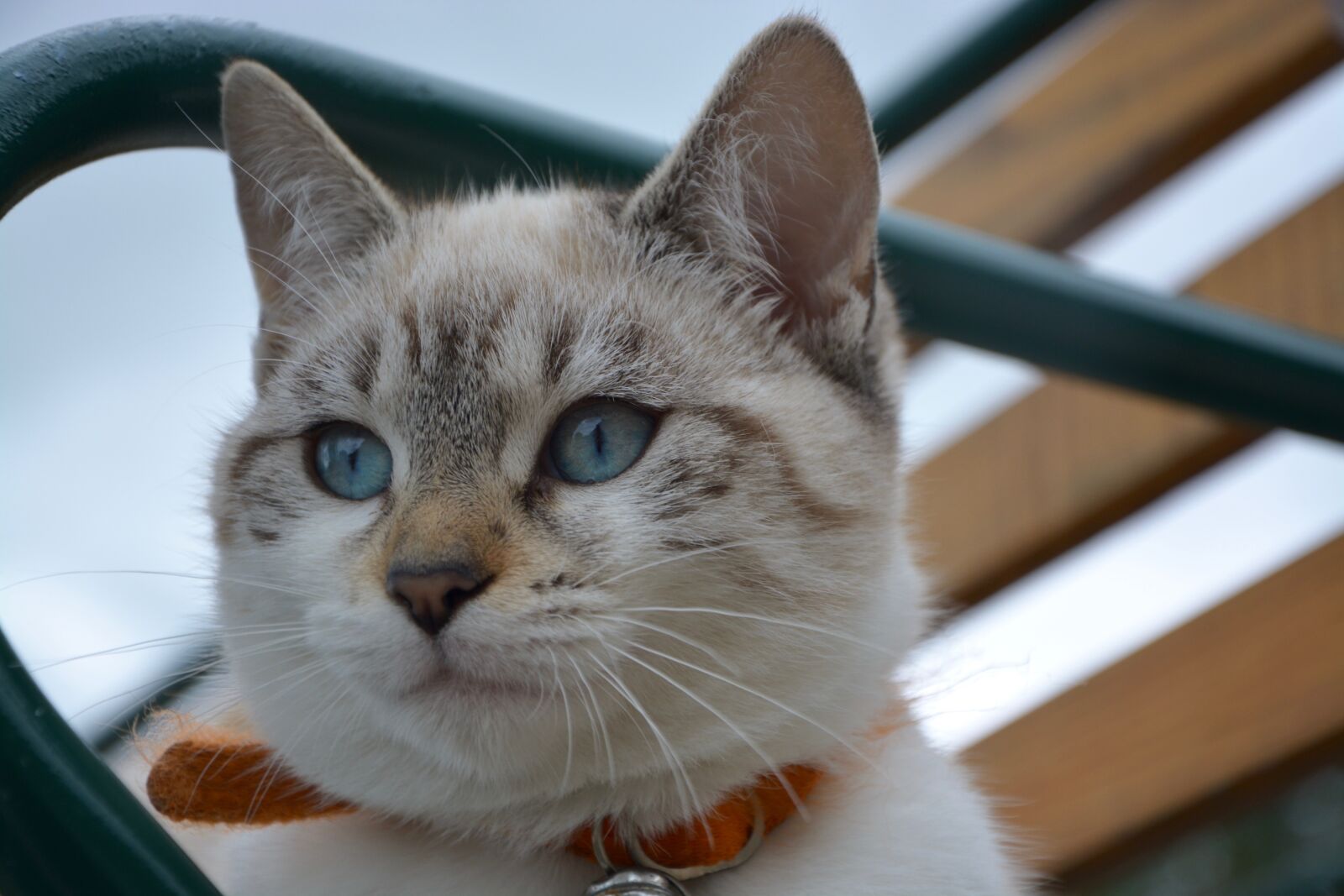 Nikon D5200 sample photo. Kitten, blue eyes, cat photography