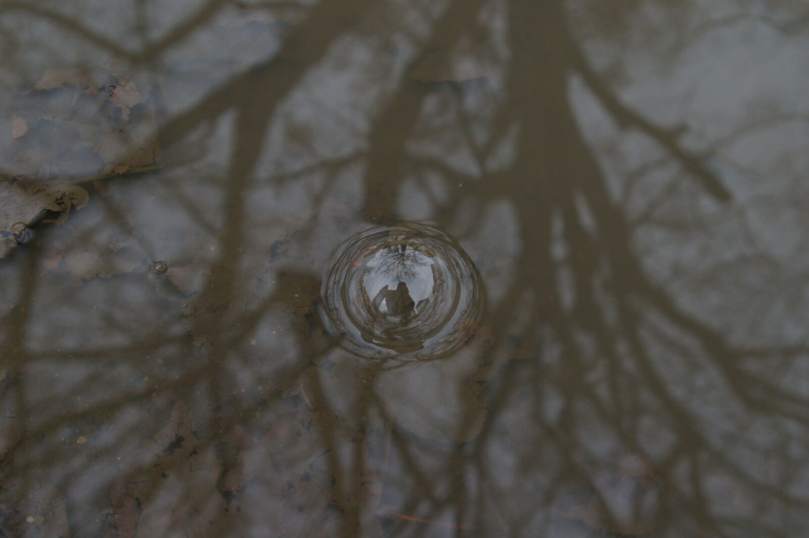 Pentax K100D sample photo. Bubble, trees, puddle photography