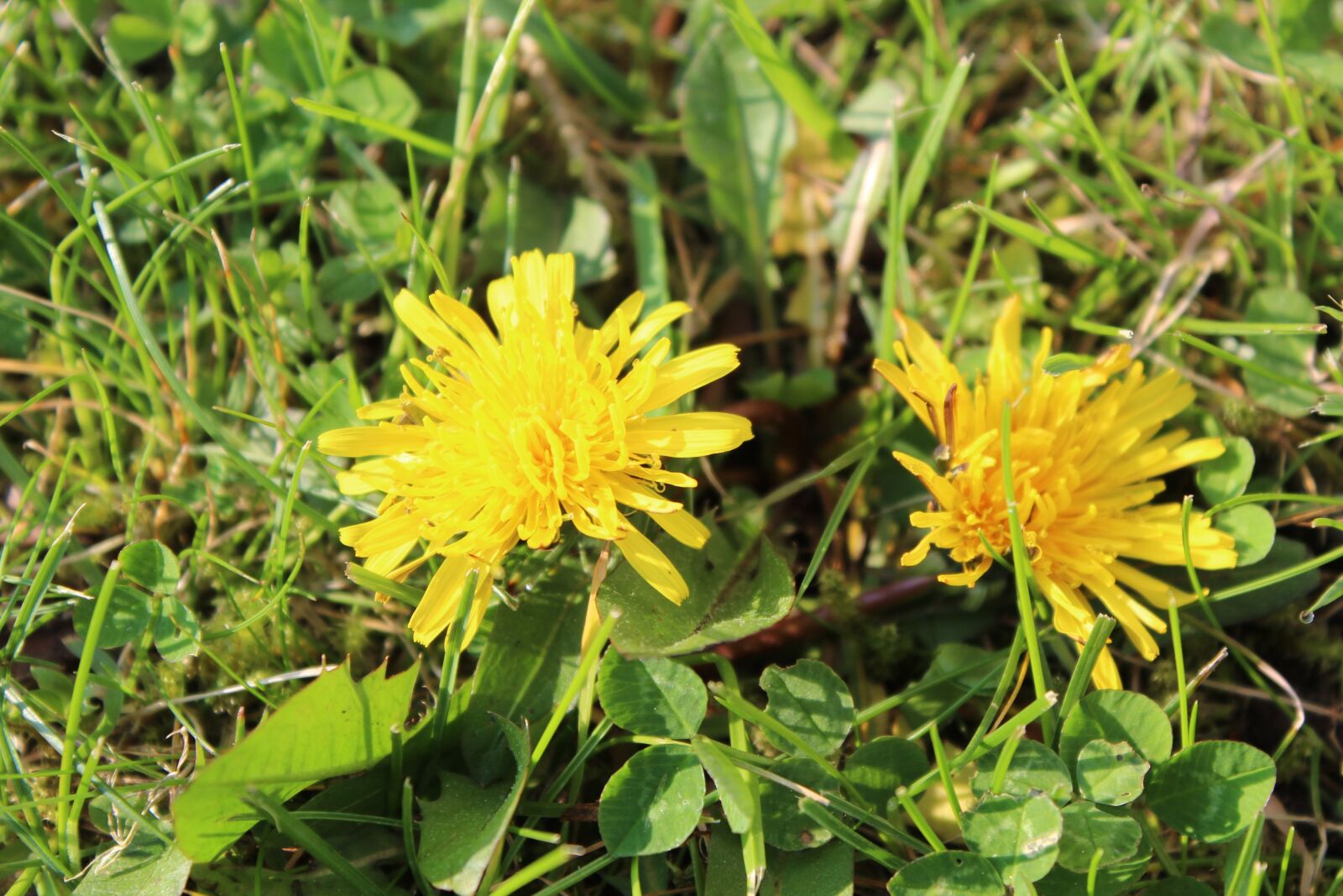 Canon EOS 600D (Rebel EOS T3i / EOS Kiss X5) sample photo. Plant, flower, blossom photography