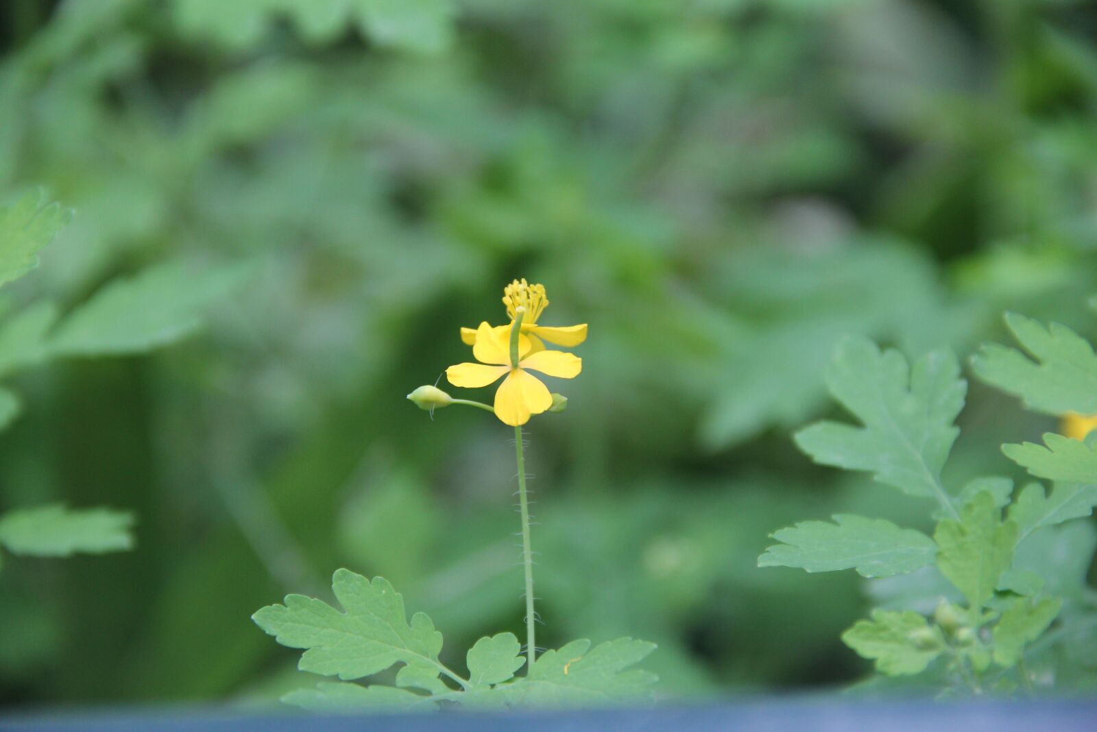 Canon EOS 60D sample photo. Plant, green, yellow flower photography
