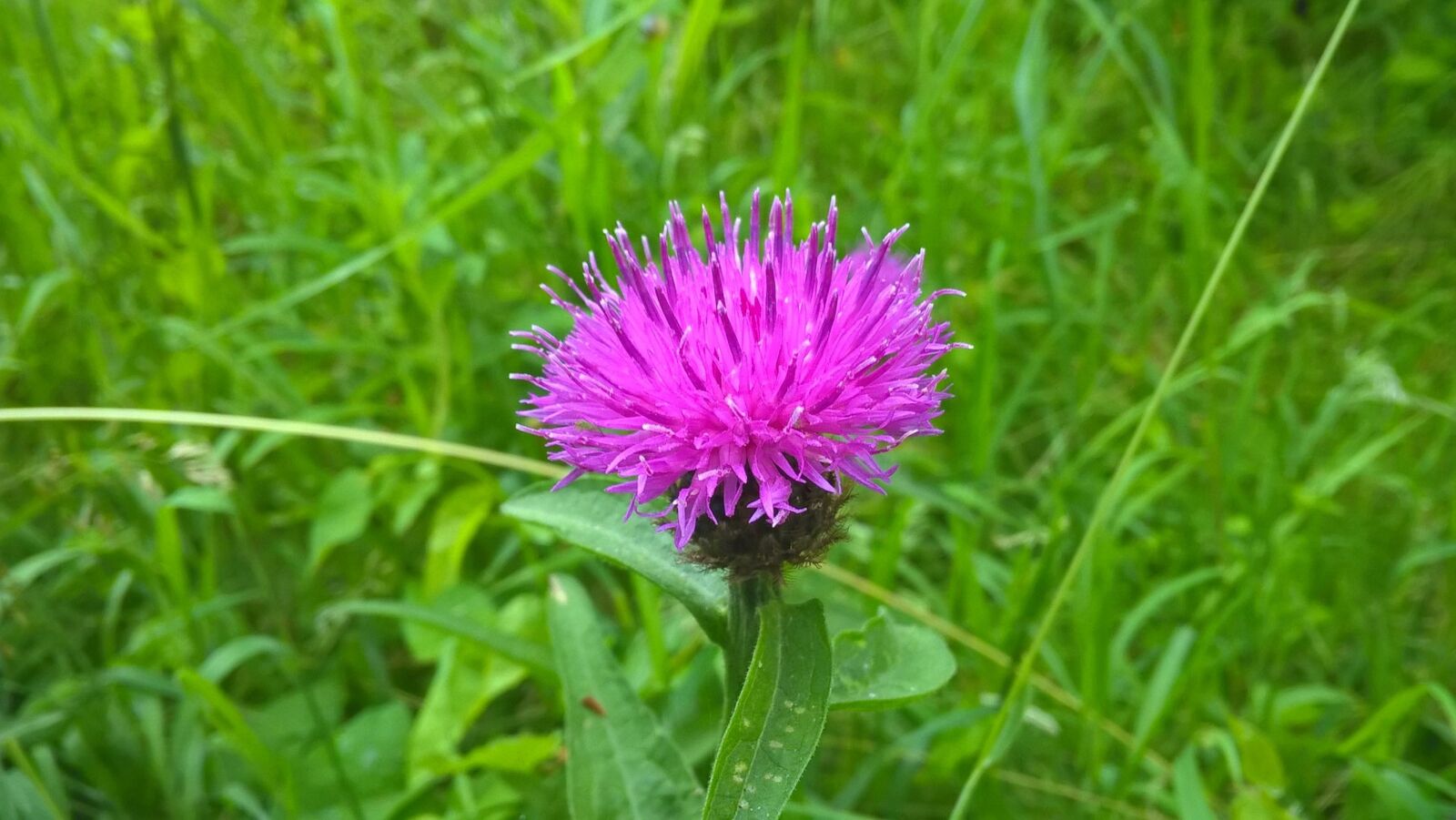 Microsoft Lumia 640 LTE sample photo. Thistle, purple, pink photography
