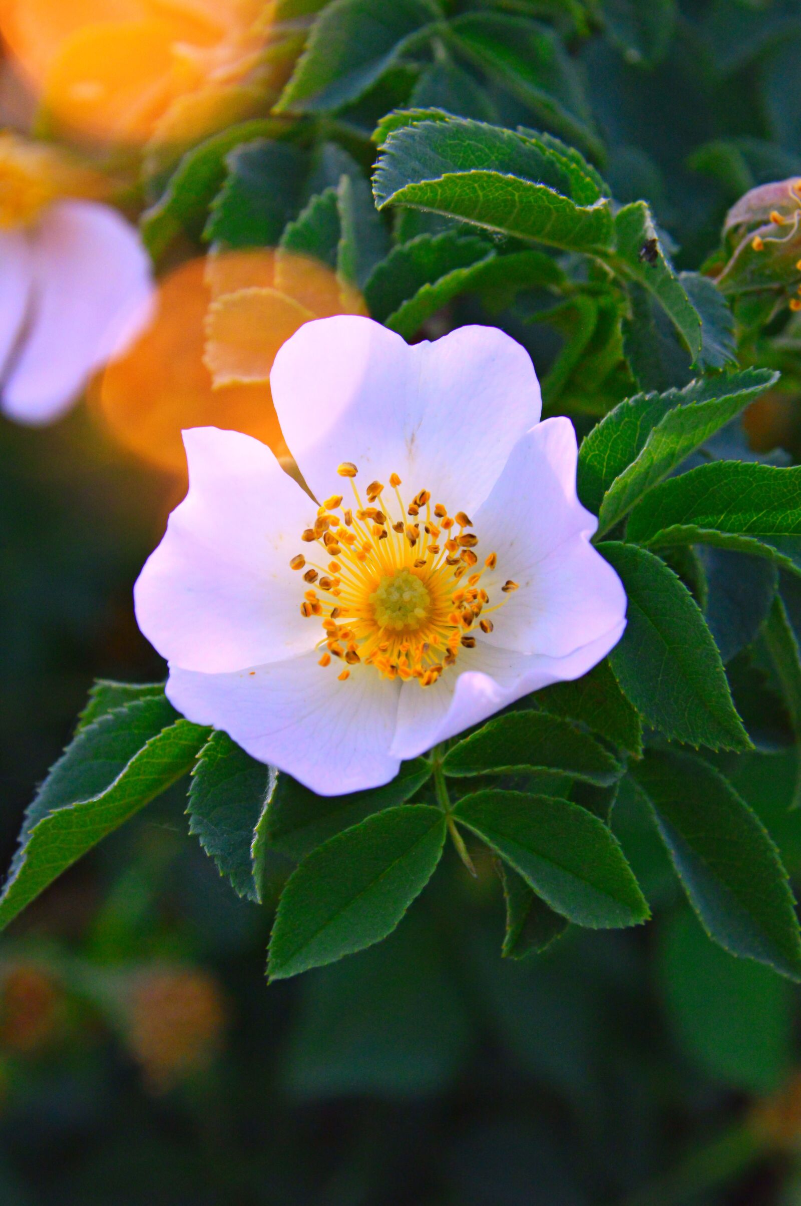 Nikon D3200 sample photo. Rosehips, flower, white flower photography