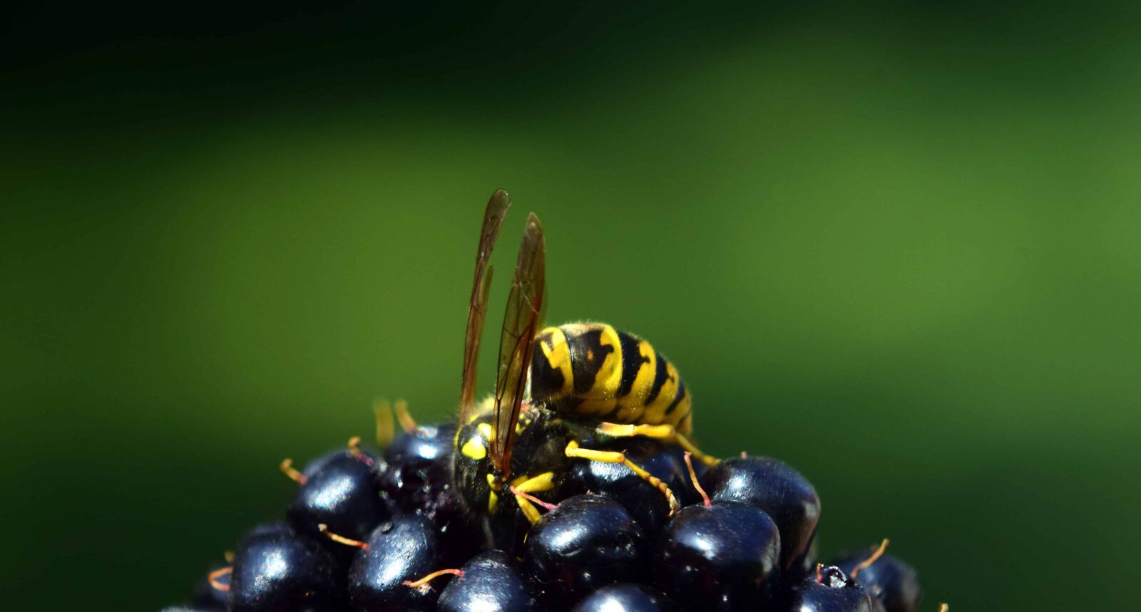Nikon D3300 sample photo. Wasp, insect, berry, fruit photography
