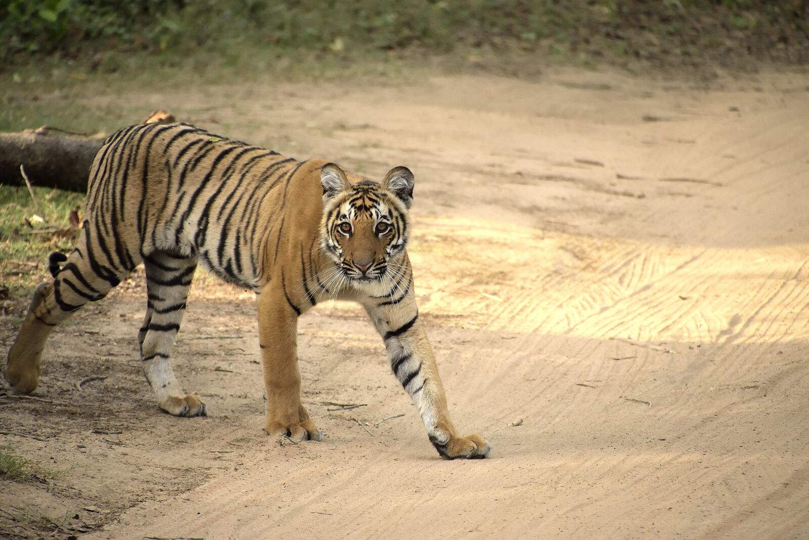 Nikon D5300 sample photo. Tiger, cub, jungle photography